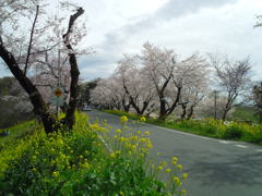 2016/04/03_城ヶ谷堤の桜と菜の花