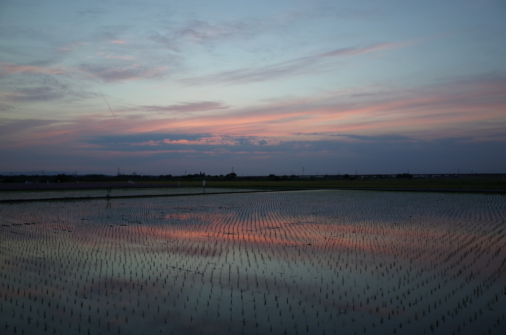 2015/05/24_水田の夕暮れ