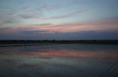 2015/05/24_水田の夕暮れ