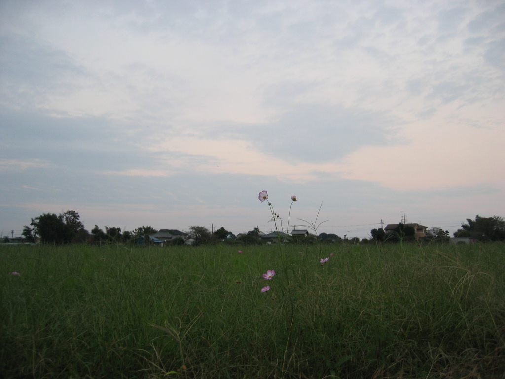 2016/10/02_夕暮れの蓮田駒崎コスモス畑