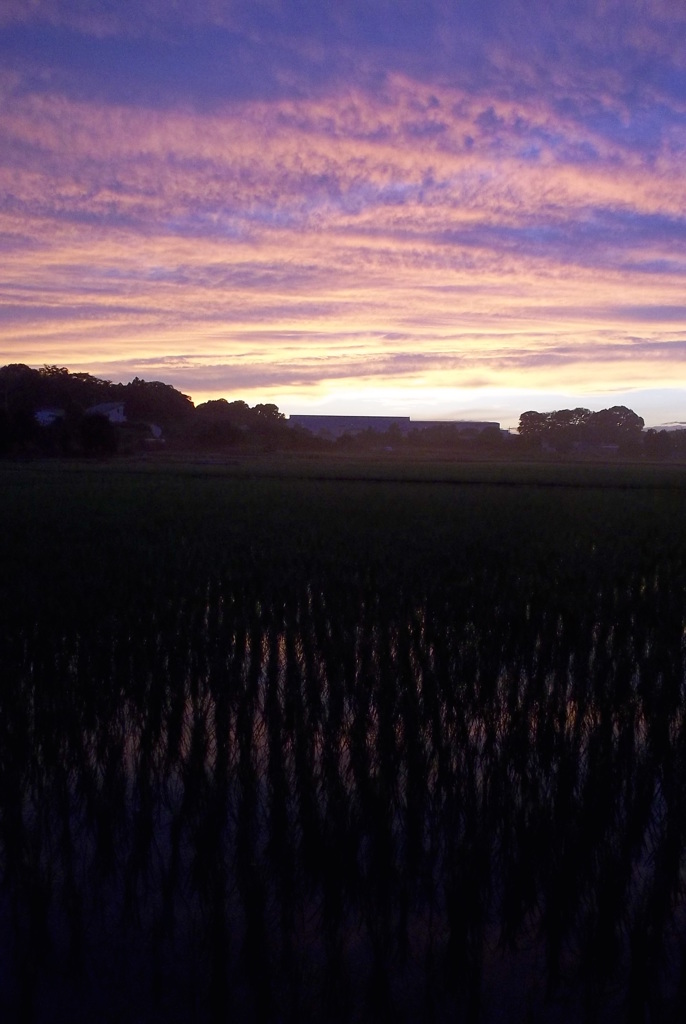 2015/06/27_水田の夕暮れ