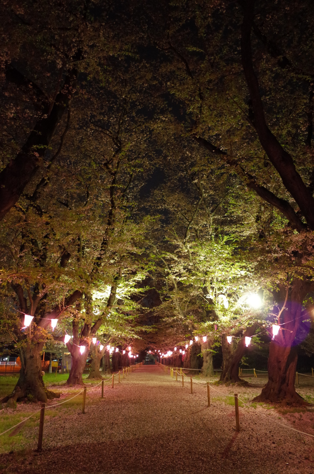 2016/04/10_小室無線山の夜桜