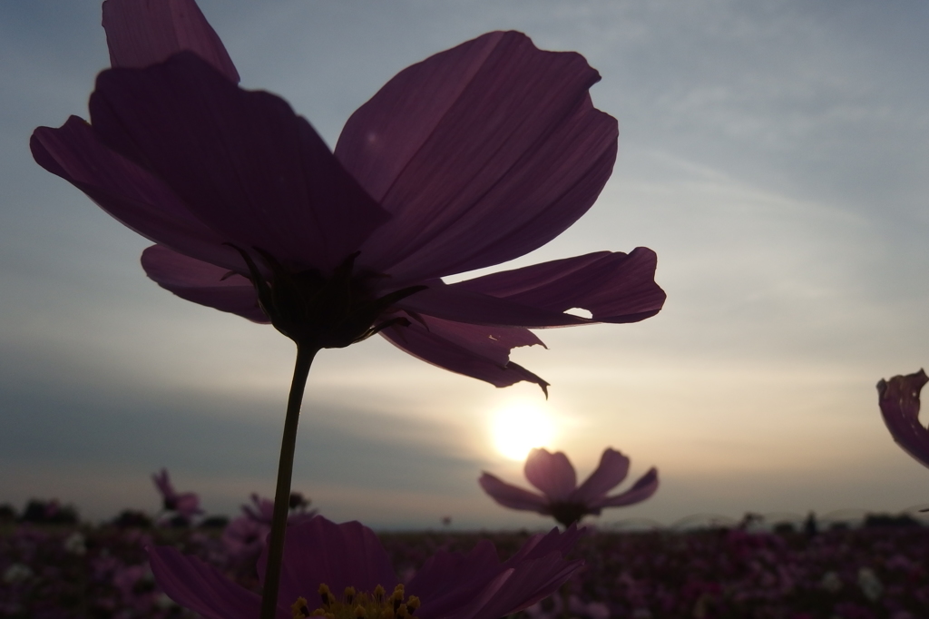 2015/11/01_夕暮れの吹上コスモス畑