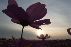 2015/11/01_夕暮れの吹上コスモス畑