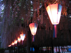 2016/05/07_玉敷公園の夕暮れ藤