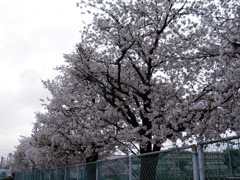 2017/04/09_曇天の桜