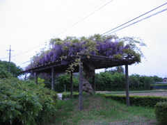 2017/05/03_鎮守の森公園の藤