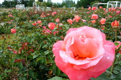 2014/06/29_雨上がりの伊奈バラ園