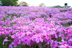 2015/04/25_花の丘農林公苑の芝桜