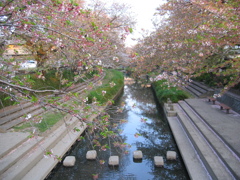 2017/04/16_元荒川の桜