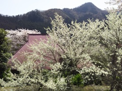 2018/04/01_春の外秩父