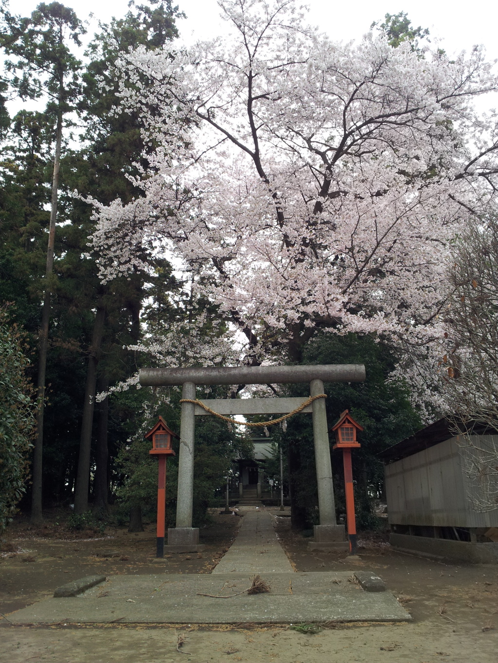 2016/04/03_伊奈崇霊社の桜