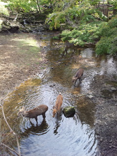 2016/10/18_奈良公園 吉城川の鹿