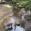 2016/10/18_奈良公園 吉城川の鹿