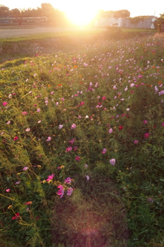 2015/10/25_夕暮れの蓮田駒崎コスモス畑