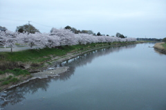 2015/04/04_元荒川の桜