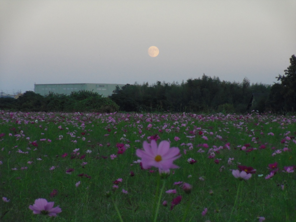 2016/10/15_蓮田駒崎コスモス畑に月