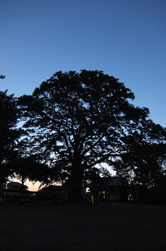 2014/05/10_夕暮れの木