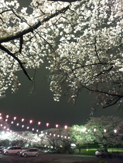 2016/04/02_上尾文化センターの夜桜