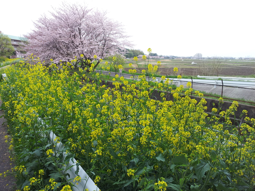 2016/04/10_見沼代用水の桜と菜の花