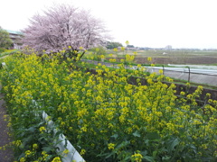 2016/04/10_見沼代用水の桜と菜の花