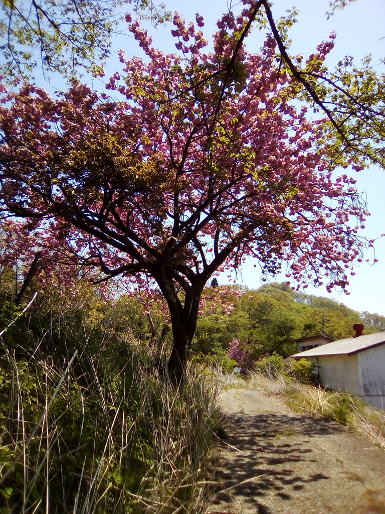 2018/04/22_登谷高原牧場の桜