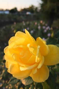 2015/10/18_伊奈バラ園の薔薇