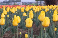 2016/04/10_花のオアシスのチューリップ