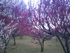 2016/02/28_花の丘農林公苑の紅白梅