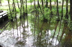 2015/07/05_伊奈町制施行記念公園