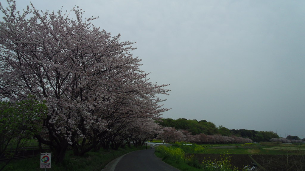 2016/04/10_見沼代用水の桜と菜の花