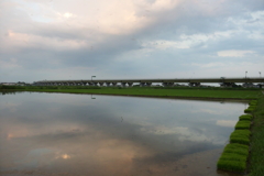 2016/06/26_水田の夕暮れ