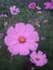 2015/07/05_伊奈バラ園のコスモス