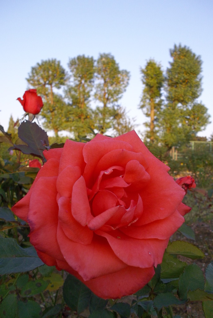 2015/10/18_伊奈バラ園の薔薇