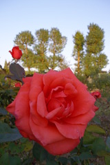 2015/10/18_伊奈バラ園の薔薇