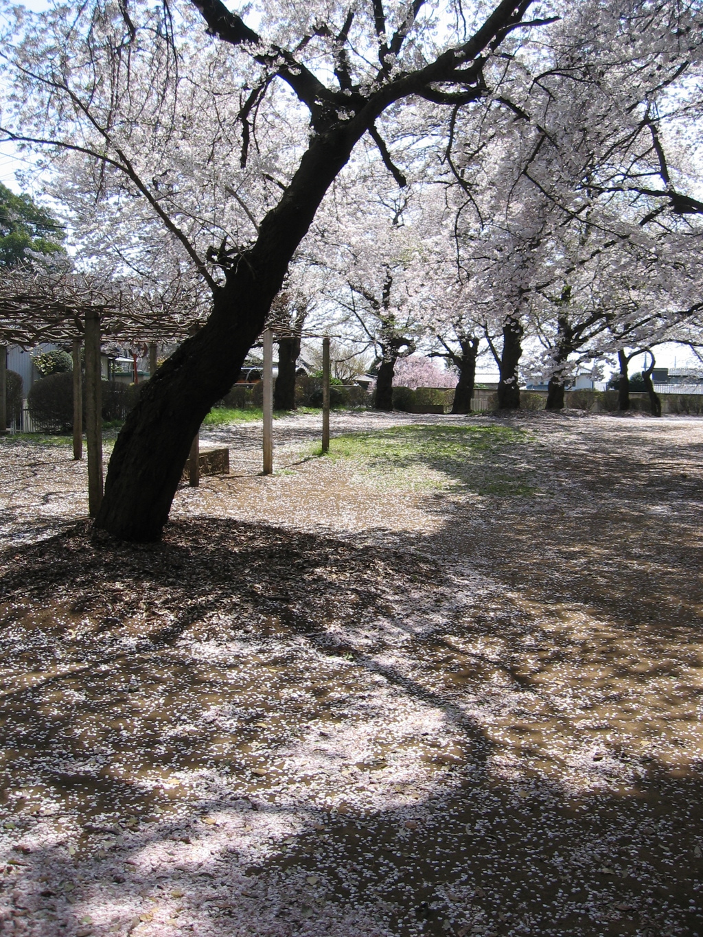 2019/04/06_氷川児童公園の桜