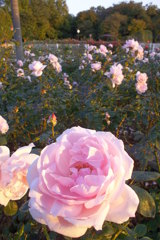 2015/10/18_伊奈バラ園の薔薇