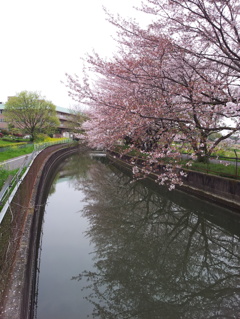 2016/04/10_見沼代用水の桜（と菜の花）