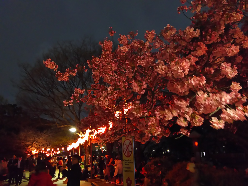 2017/04/06_上野公園の夜桜