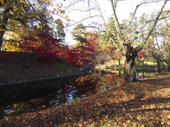 2016/11/14_弘前公園 内濠