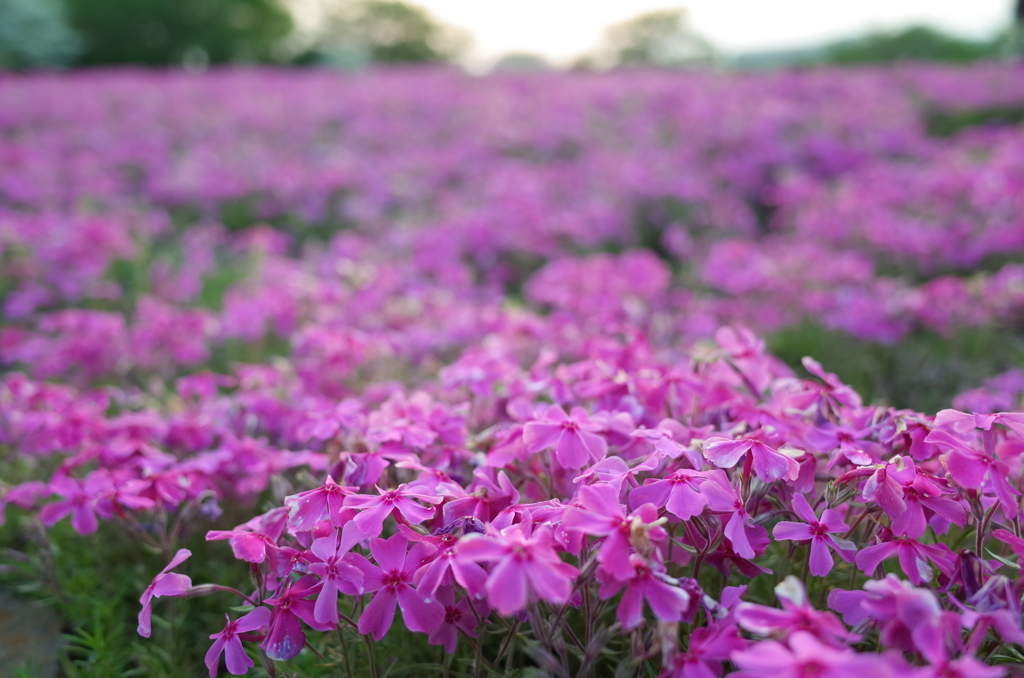 2015/04/25_花の丘農林公苑の芝桜