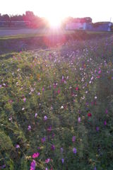 2015/10/25_夕暮れの蓮田駒崎コスモス畑