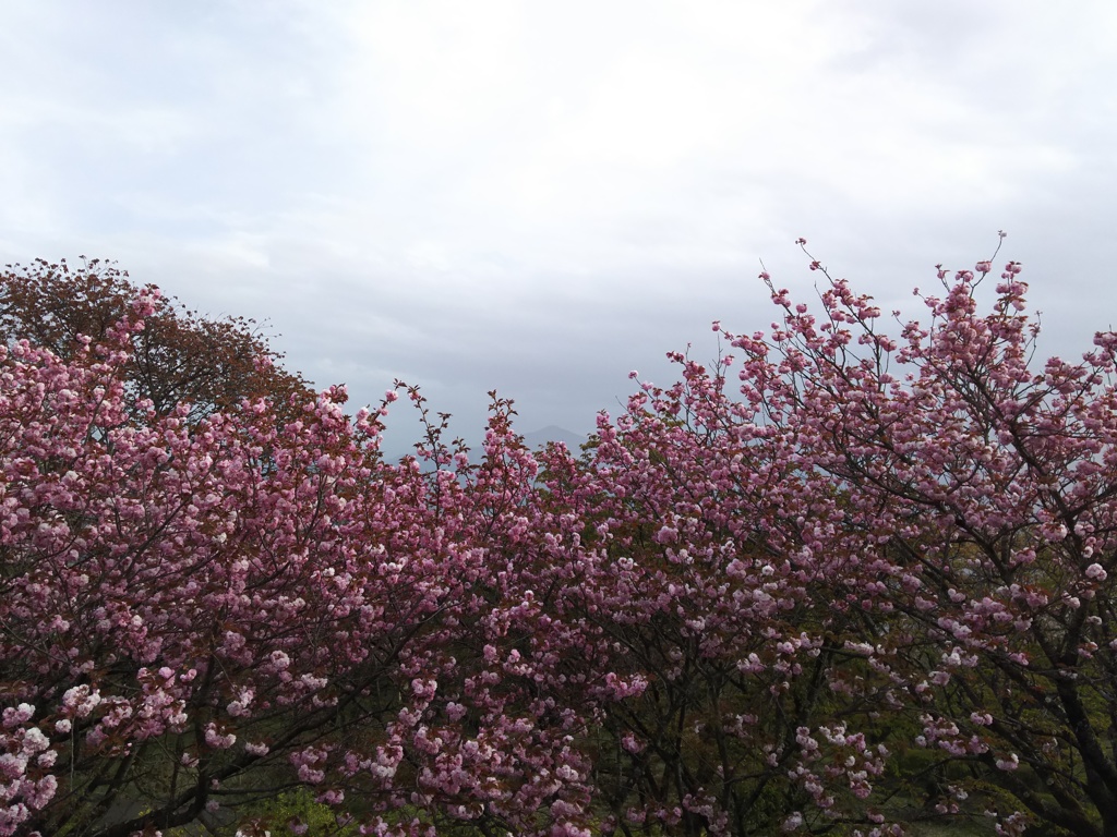 2018/04/16_美の山公園の花と武甲山