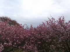 2018/04/16_美の山公園の花と武甲山