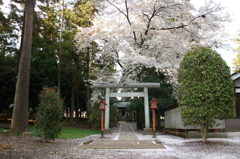 2014/04/05_伊奈崇霊社の桜