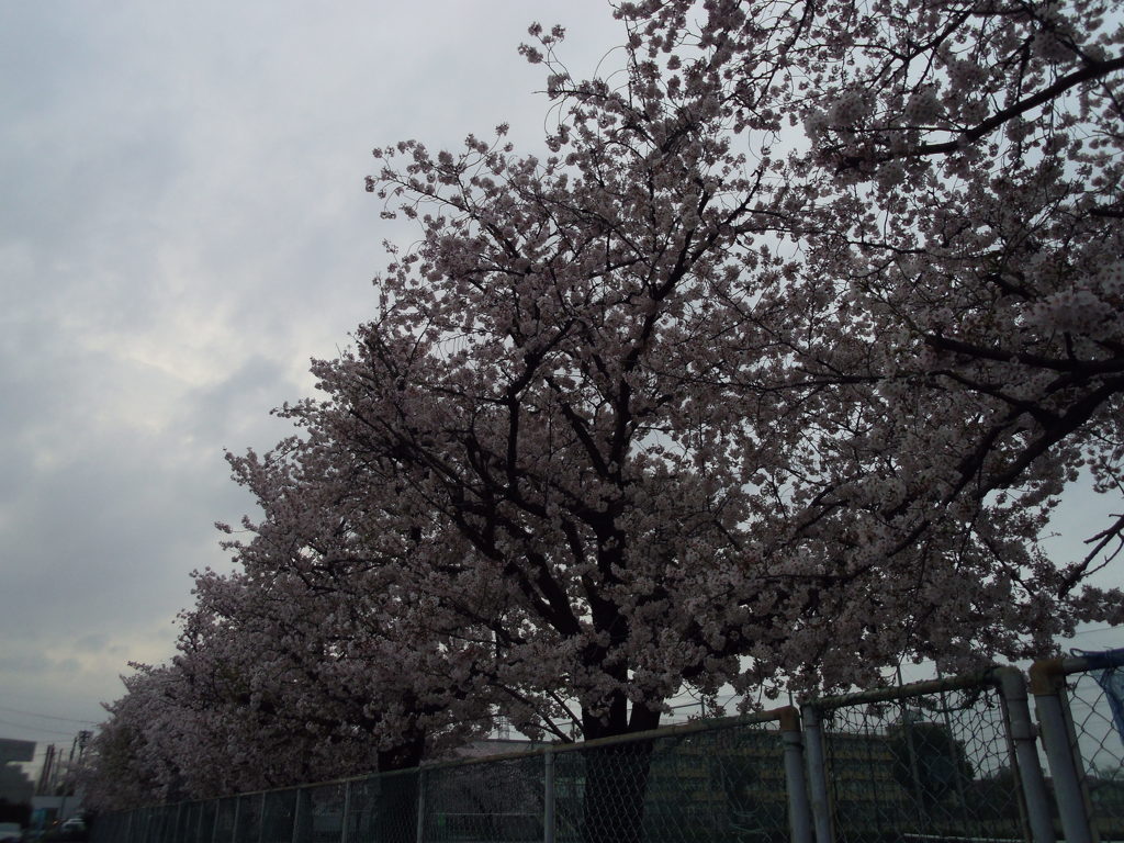 2017/04/09_曇天の桜