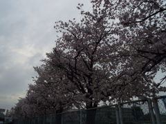 2017/04/09_曇天の桜