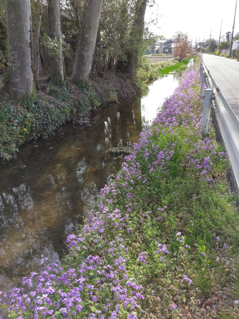 2018/04/01_花咲く小川