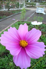 2015/10/18_伊奈バラ園のコスモス