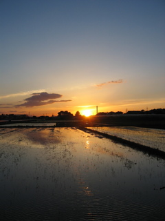 2017/06/03_水田の夕暮れ